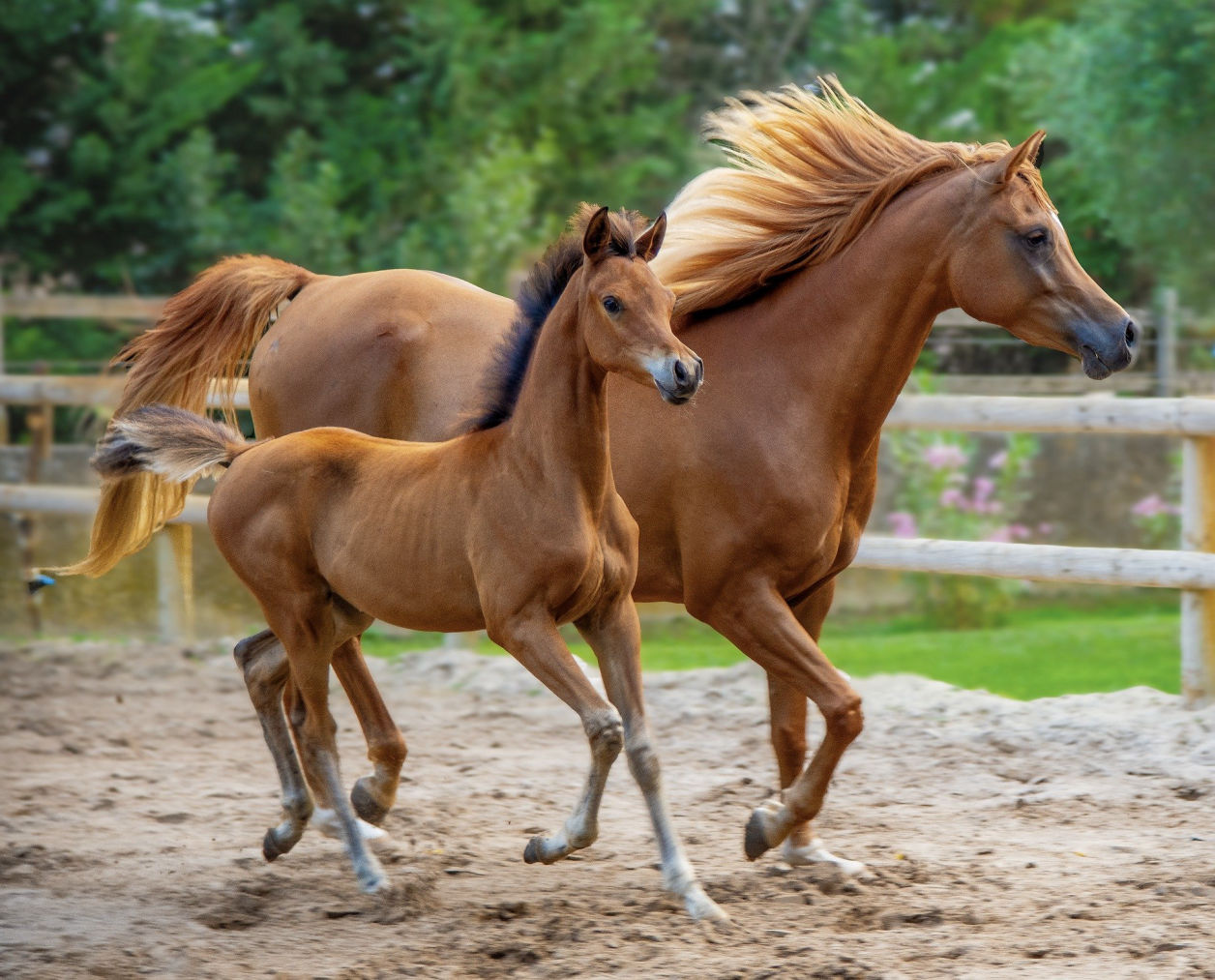 GRAN GALA' EQUESTRE