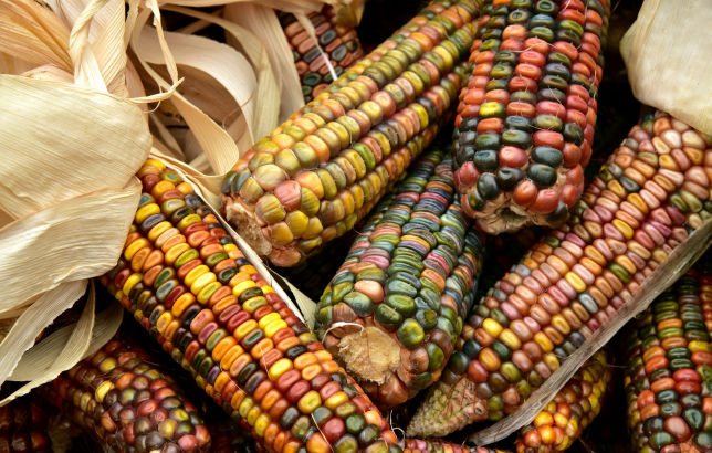 trattori